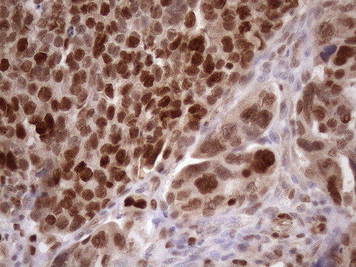 KLF9 Antibody in Immunohistochemistry (Paraffin) (IHC (P))