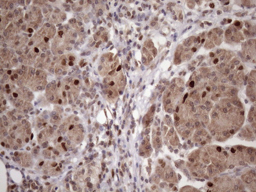 KLF9 Antibody in Immunohistochemistry (Paraffin) (IHC (P))