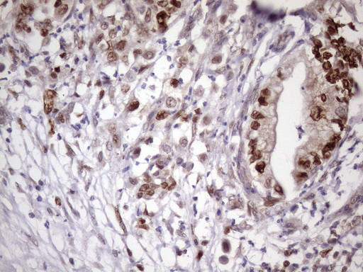 KLF9 Antibody in Immunohistochemistry (Paraffin) (IHC (P))