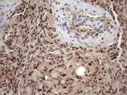 KLF9 Antibody in Immunohistochemistry (Paraffin) (IHC (P))