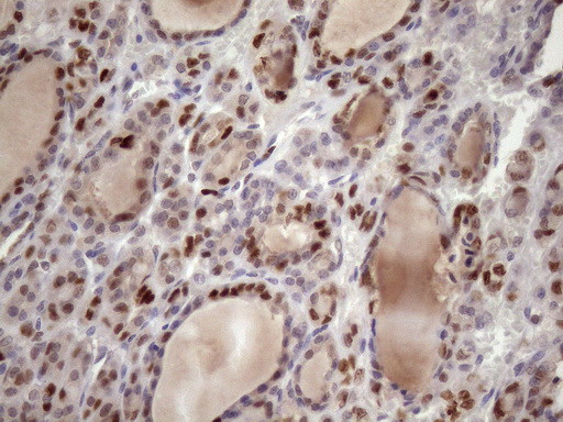 KLF9 Antibody in Immunohistochemistry (Paraffin) (IHC (P))