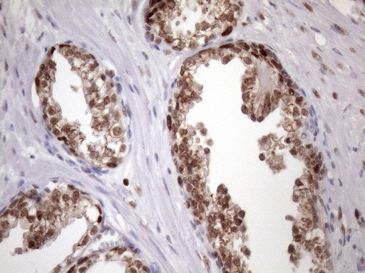 KLF9 Antibody in Immunohistochemistry (Paraffin) (IHC (P))