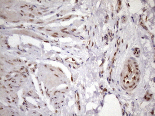 KLF9 Antibody in Immunohistochemistry (Paraffin) (IHC (P))