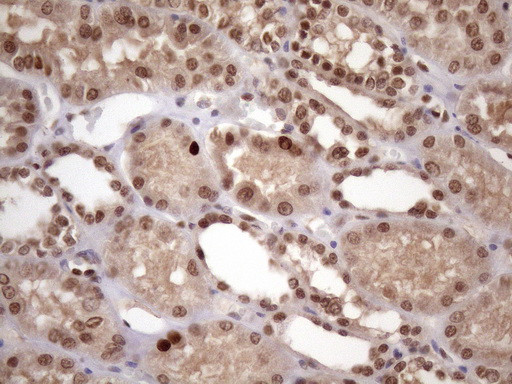 KLF9 Antibody in Immunohistochemistry (Paraffin) (IHC (P))