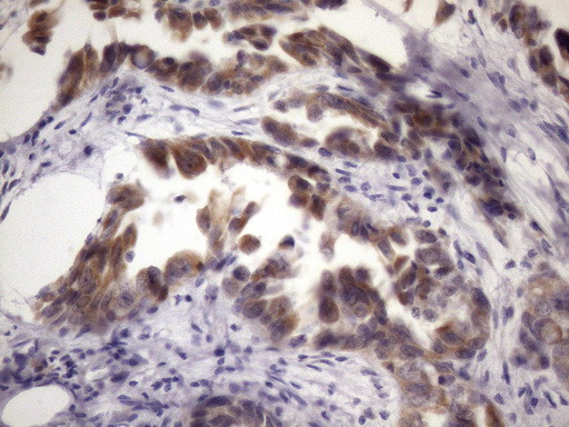 KLF9 Antibody in Immunohistochemistry (Paraffin) (IHC (P))