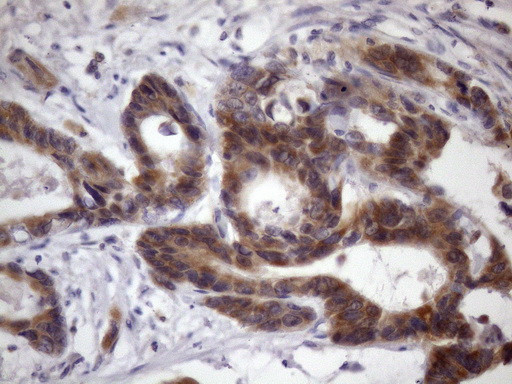 KLF9 Antibody in Immunohistochemistry (Paraffin) (IHC (P))