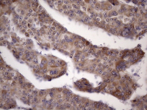 KLF9 Antibody in Immunohistochemistry (Paraffin) (IHC (P))