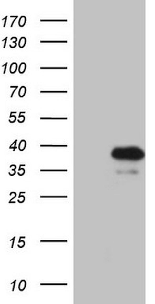 KLF9 Antibody in Western Blot (WB)