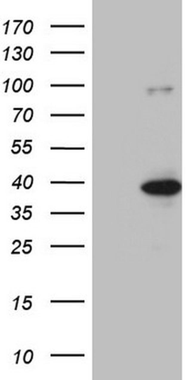 KLF9 Antibody in Western Blot (WB)