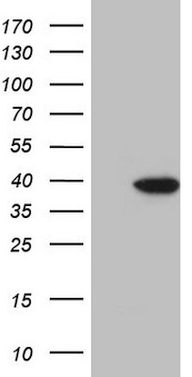 KLF9 Antibody in Western Blot (WB)