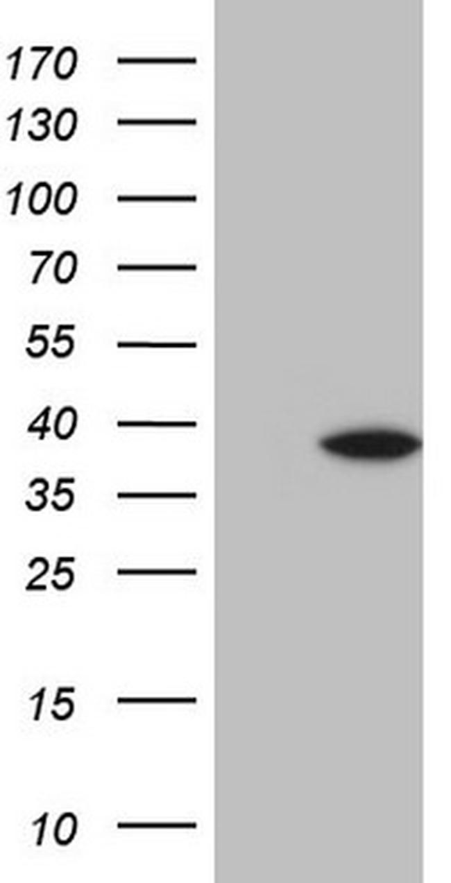 KLF9 Antibody in Western Blot (WB)