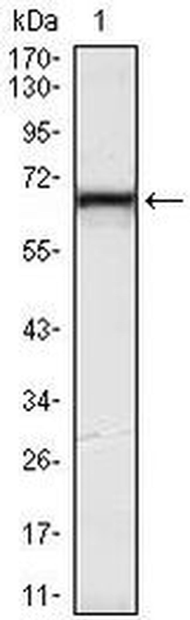 KLHL12 Antibody in Western Blot (WB)