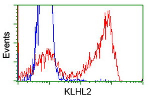 KLHL2 Antibody in Flow Cytometry (Flow)