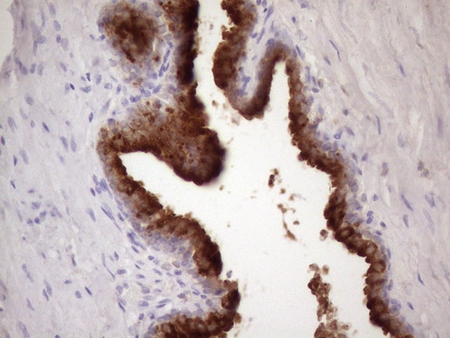 KLK3 Antibody in Immunohistochemistry (Paraffin) (IHC (P))