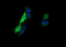 KLK8 Antibody in Immunocytochemistry (ICC/IF)