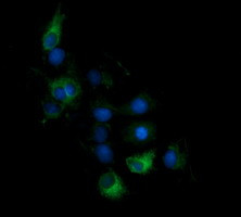 KLK8 Antibody in Immunocytochemistry (ICC/IF)