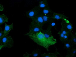 KLK8 Antibody in Immunocytochemistry (ICC/IF)