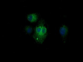 KLK8 Antibody in Immunocytochemistry (ICC/IF)