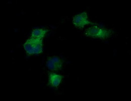 KLK8 Antibody in Immunocytochemistry (ICC/IF)