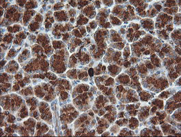 KLK8 Antibody in Immunohistochemistry (Paraffin) (IHC (P))