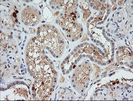 KLK8 Antibody in Immunohistochemistry (Paraffin) (IHC (P))