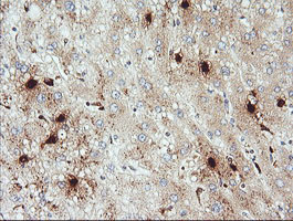 KLK8 Antibody in Immunohistochemistry (Paraffin) (IHC (P))