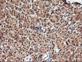 KLK8 Antibody in Immunohistochemistry (Paraffin) (IHC (P))