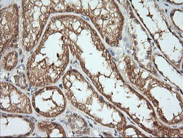 KLK8 Antibody in Immunohistochemistry (Paraffin) (IHC (P))