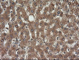 KLK8 Antibody in Immunohistochemistry (Paraffin) (IHC (P))