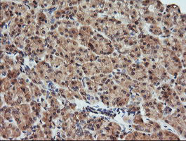 KLK8 Antibody in Immunohistochemistry (Paraffin) (IHC (P))