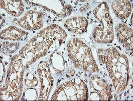 KLK8 Antibody in Immunohistochemistry (Paraffin) (IHC (P))