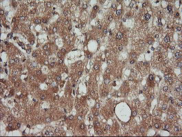 KLK8 Antibody in Immunohistochemistry (Paraffin) (IHC (P))