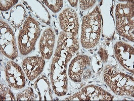 KLK8 Antibody in Immunohistochemistry (Paraffin) (IHC (P))