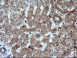 KLK8 Antibody in Immunohistochemistry (Paraffin) (IHC (P))