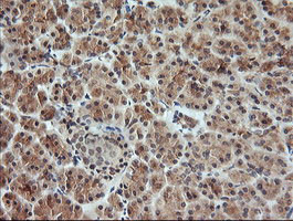 KLK8 Antibody in Immunohistochemistry (Paraffin) (IHC (P))