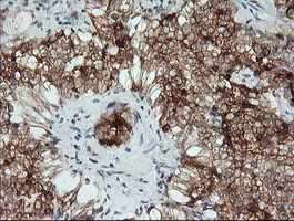 KLK8 Antibody in Immunohistochemistry (Paraffin) (IHC (P))