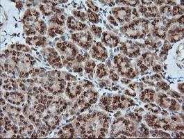 KLK8 Antibody in Immunohistochemistry (Paraffin) (IHC (P))