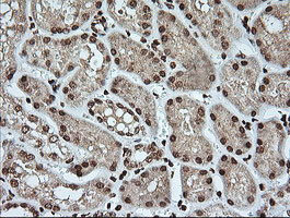 KLK8 Antibody in Immunohistochemistry (Paraffin) (IHC (P))