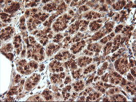 KLK8 Antibody in Immunohistochemistry (Paraffin) (IHC (P))