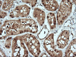 KLK8 Antibody in Immunohistochemistry (Paraffin) (IHC (P))