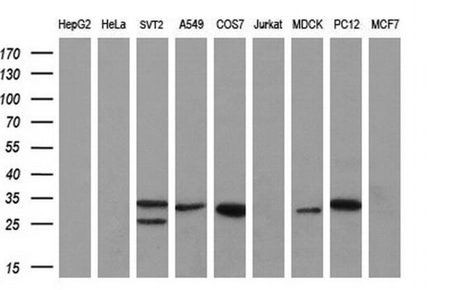 KLK8 Antibody in Western Blot (WB)