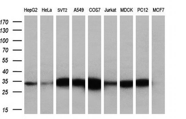 KLK8 Antibody in Western Blot (WB)