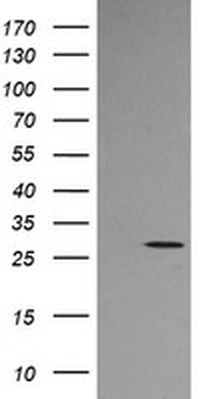 KLK8 Antibody in Western Blot (WB)