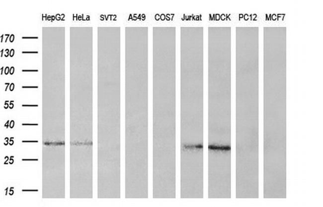 KLK8 Antibody in Western Blot (WB)