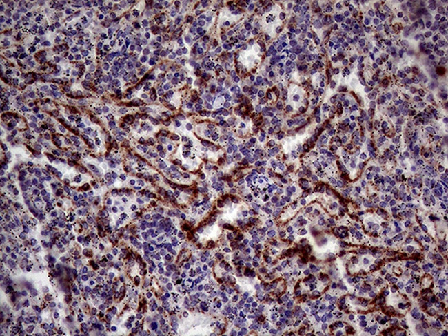 KLRB1 Antibody in Immunohistochemistry (Paraffin) (IHC (P))