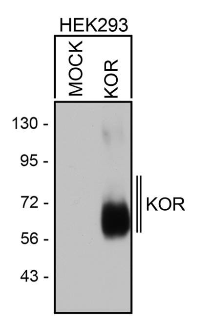 OPRK1 Antibody in Western Blot (WB)