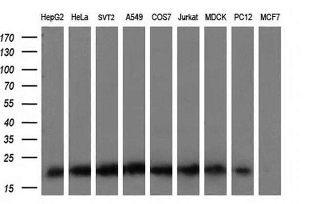 KRAS Antibody in Western Blot (WB)