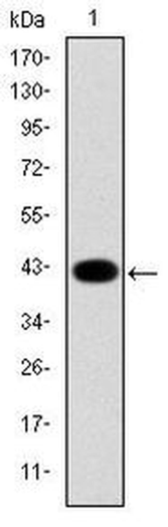 Cytokeratin 19 Antibody in Western Blot (WB)