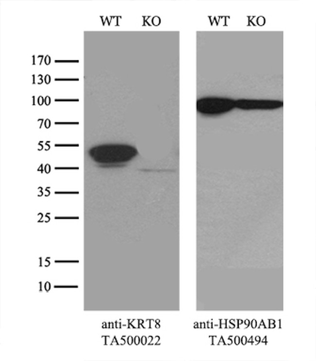 KRT8 Antibody