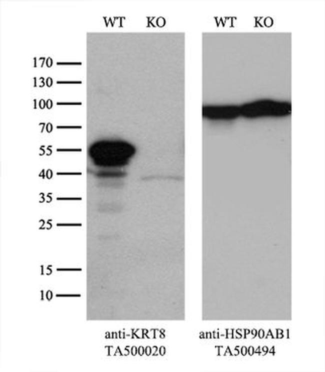 KRT8 Antibody in Western Blot (WB)